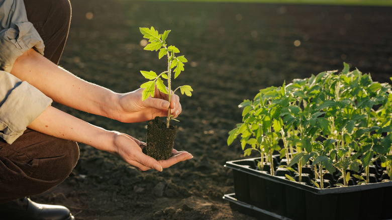 A  person kneeling in the soil and holding a seedling
