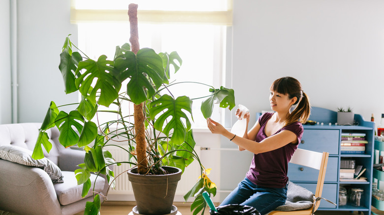 Woman cleaning monstera plant