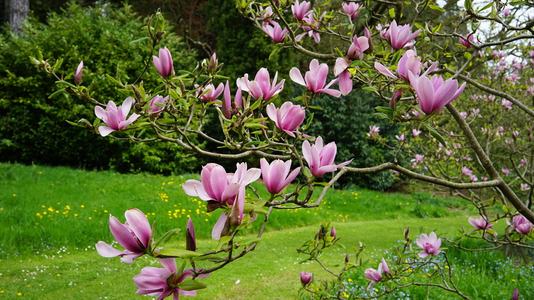 Magnolia tree in bloom