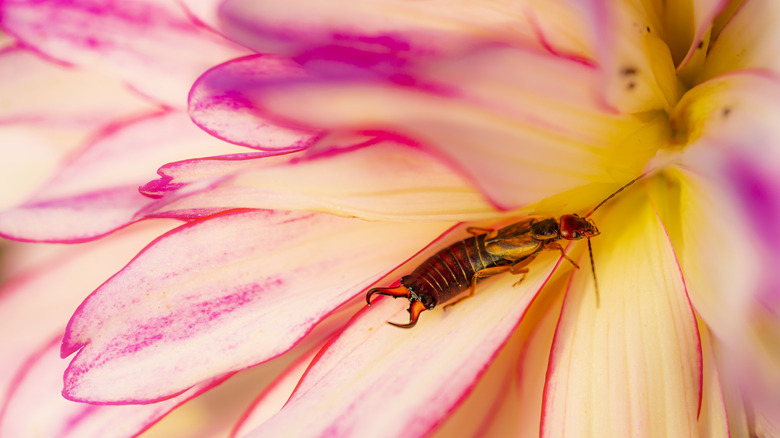 Flower with earwig