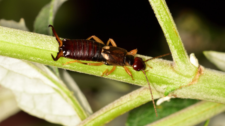 Earwig on dahlia stem