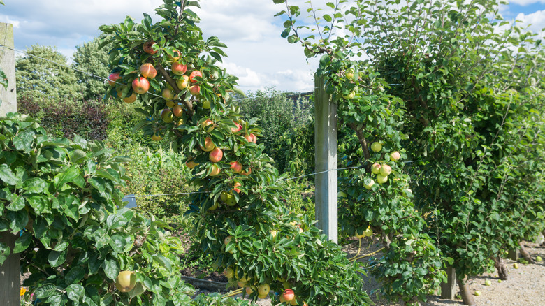 Cordon grown fruit trees