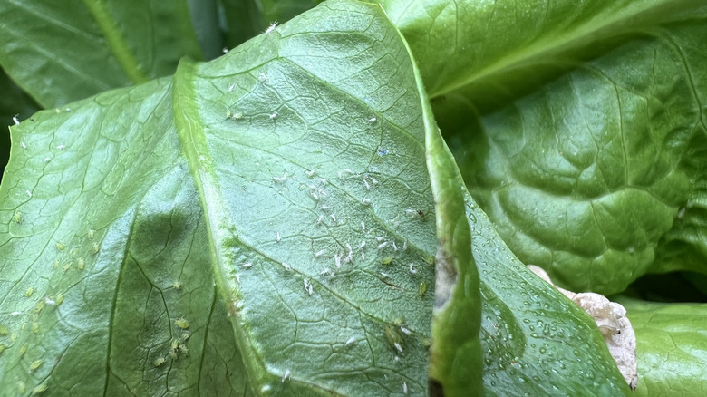 Closeup of aphids on the underside of a green lettuce leaf.