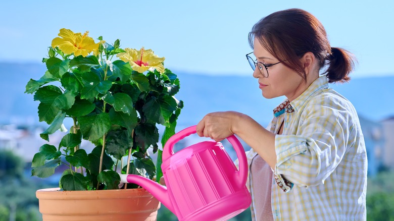 Woman watering yellow potted hibiscus