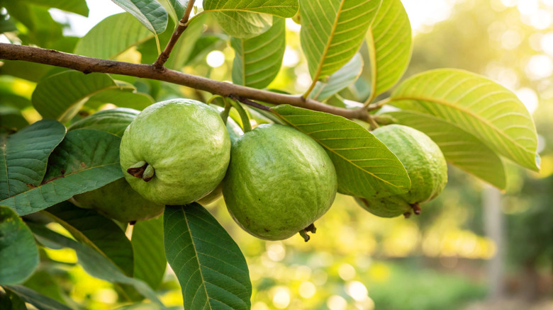 Close up of guava fruit on a tree