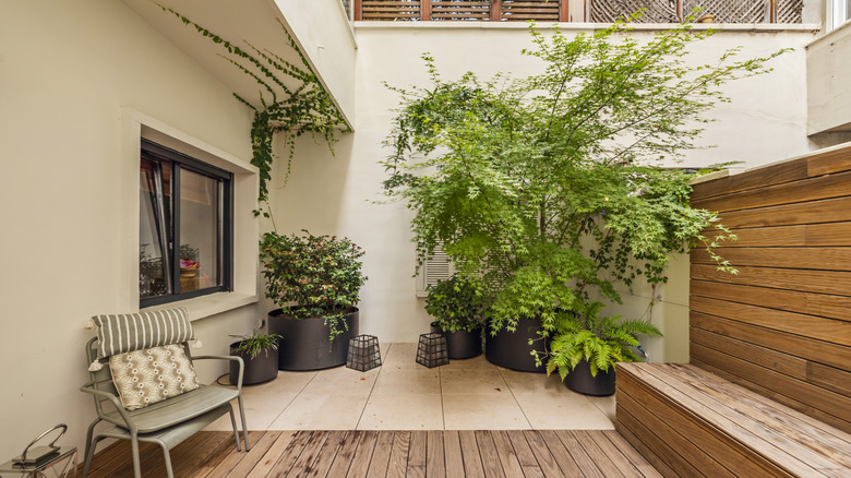 tTree growing in a container on a patio