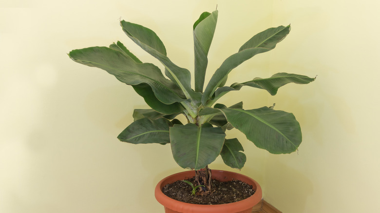 potted Dwarf Cavendish growing indoors