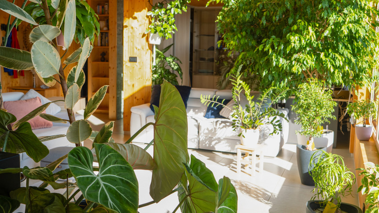 home filled with large tropical plants