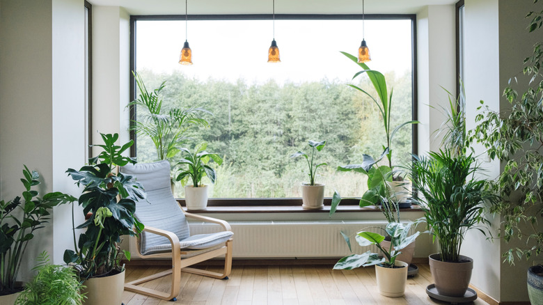 A residential living area full of tropical houseplants and trees.
