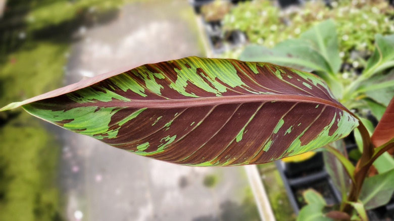 A closeup of the colored markings on the leaves of a Zebrina rojo banana plants