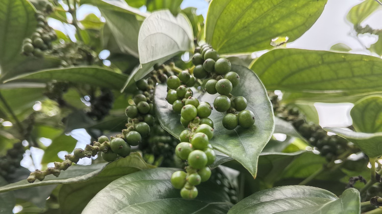 Green berries of nigrum, the peppercorn plant