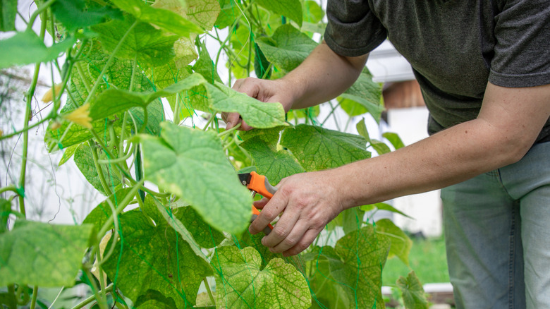 person trimming garden vine