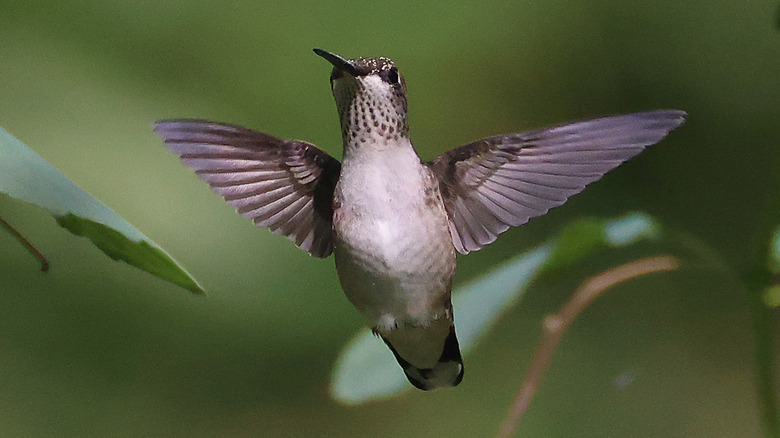 Hummingbird in flight