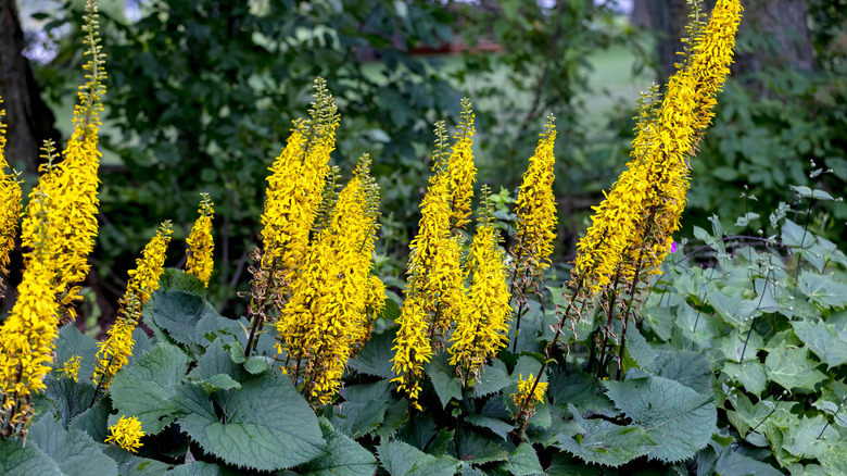 Ligularia 'Bottle rocket' plants in a garden
