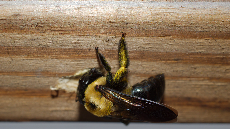 a carpenter bee making a hole in wood