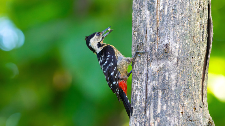 Woodpecker grabbing onto a tree trunk with a nut in its beak