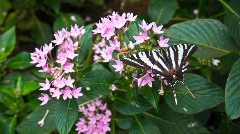 A zebra swallowtail butterfly on some pink pentas flowers.