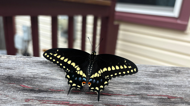 A large swallowtail butterfly resting on the wooden railing of a backyard deck.