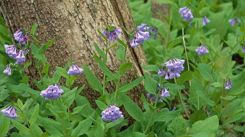 Virginia bluebells bloom next to a tree in the woods