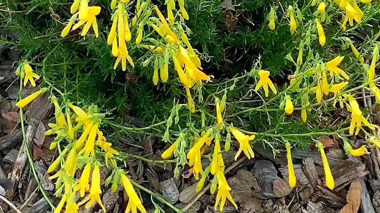 Pineleaf penstemon yellow variety plant
