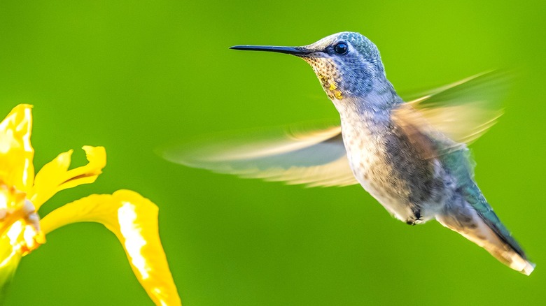 Hummingbird approaching a yellow flower