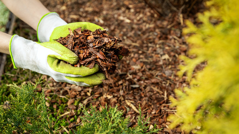 Gloved hands holding mulch