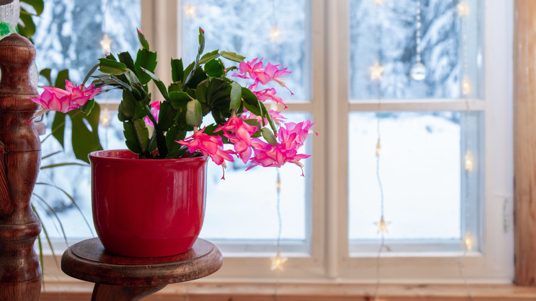 A potted Christmas cactus in bloom next to a window on a snowy day
