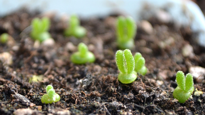 Bunny ear succulents in soil