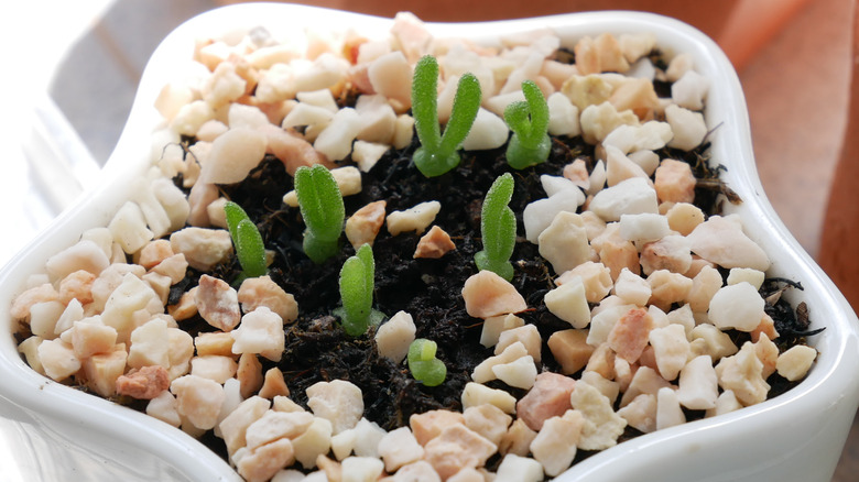 The Truth About The Trendy Bunny Ear Succulents Porn Photo Hd The Truth About The Trendy Bunny Ear Succulents image pic