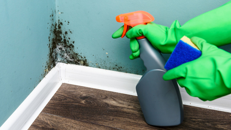 Person with gloved hands spraying cleaner at moldy wall