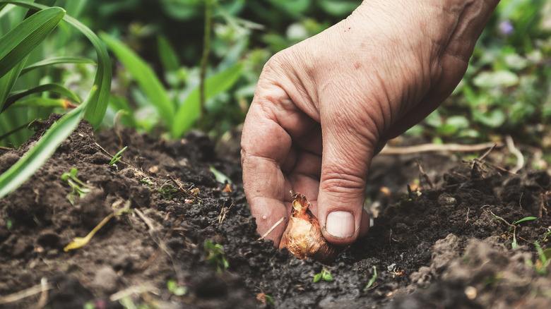 hand planting bulb
