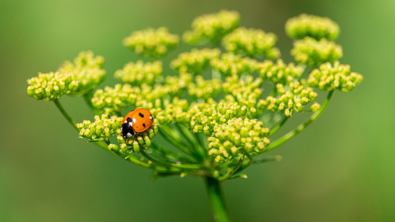 Ladybug on yellow dill blossom