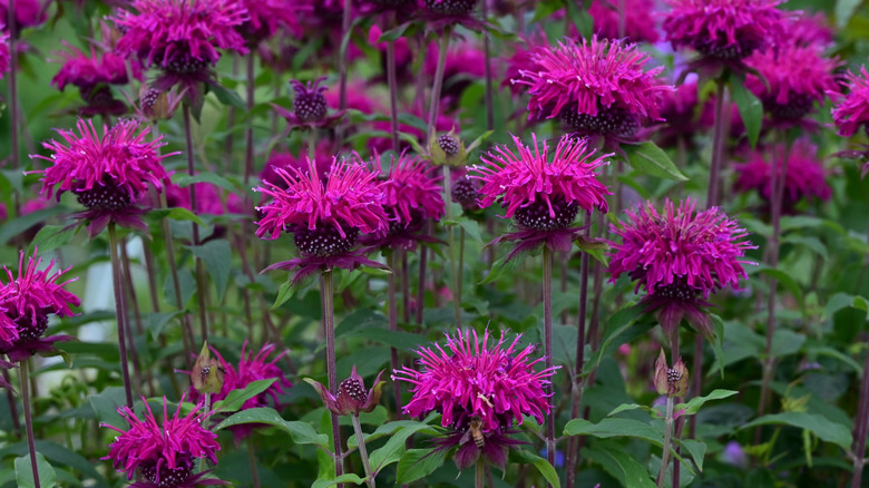 Purple bee balm flowers in a garden
