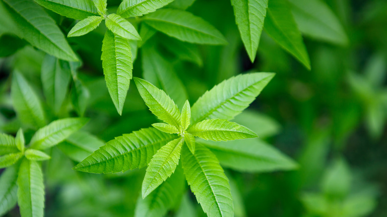 Lemon verbena leaves