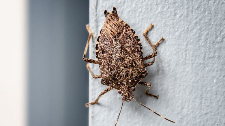 stink bug on a window