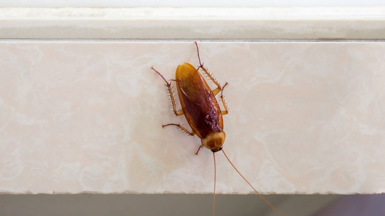 Roach on sink