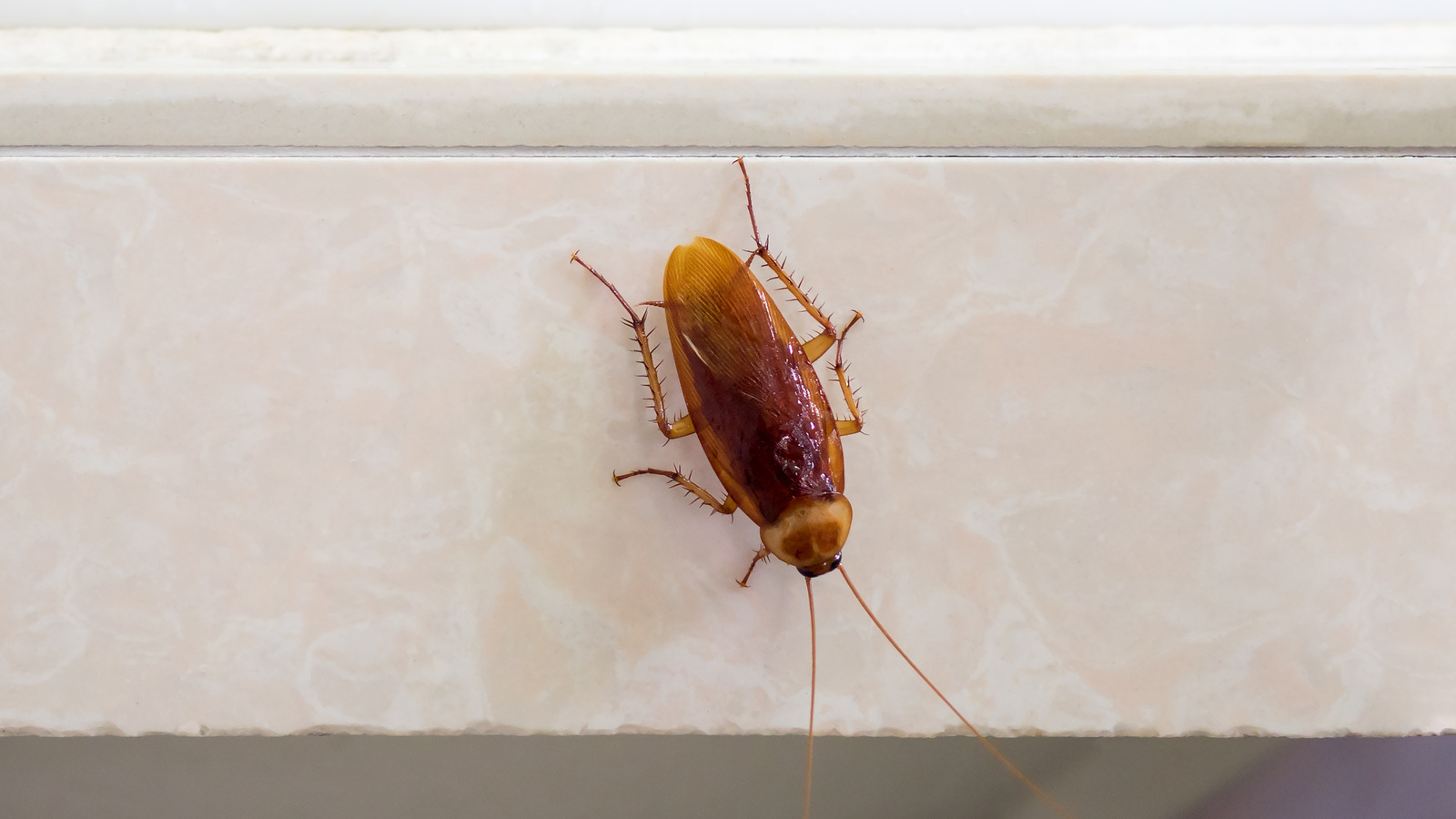 The TwoIngredient Solution That May Help Keep Roaches Out Of Your Home