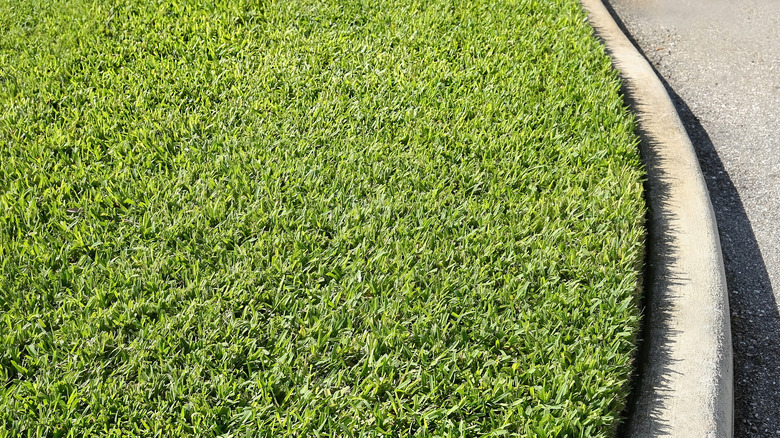 st augustine grass