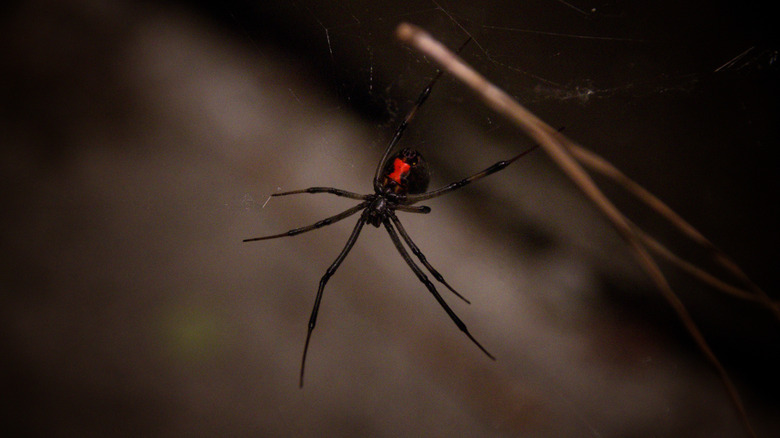 A black widow on its web