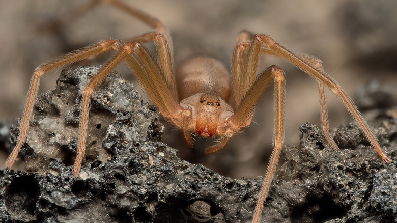 Brown recluse crawling over rock