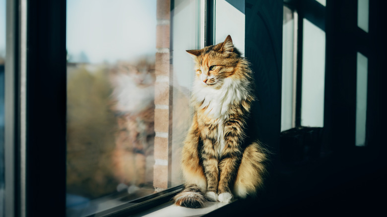 Cat on windowsill