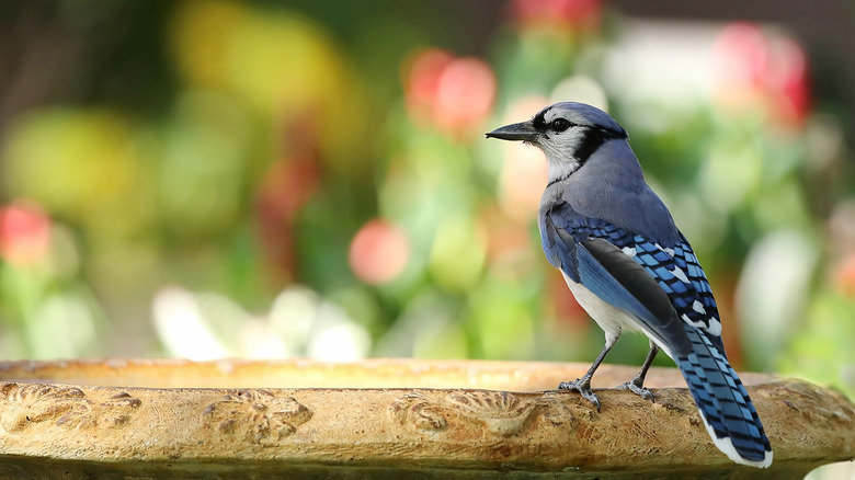 blue jay in yard