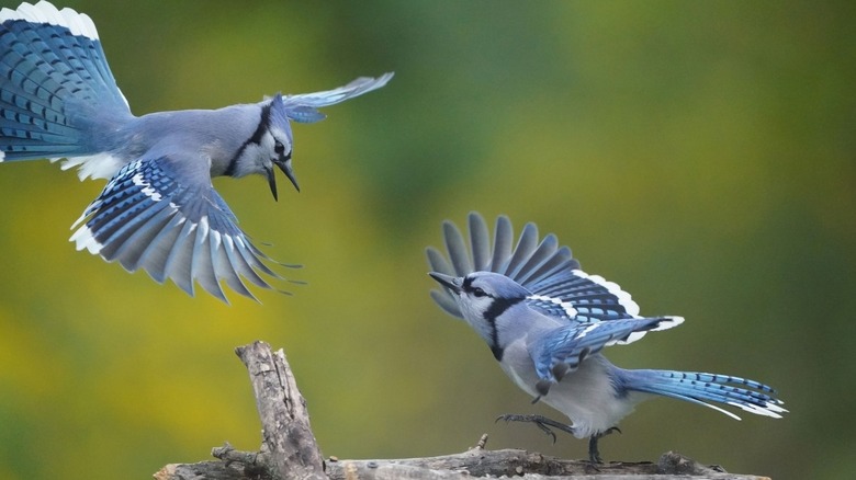 Two blue jays flying together 