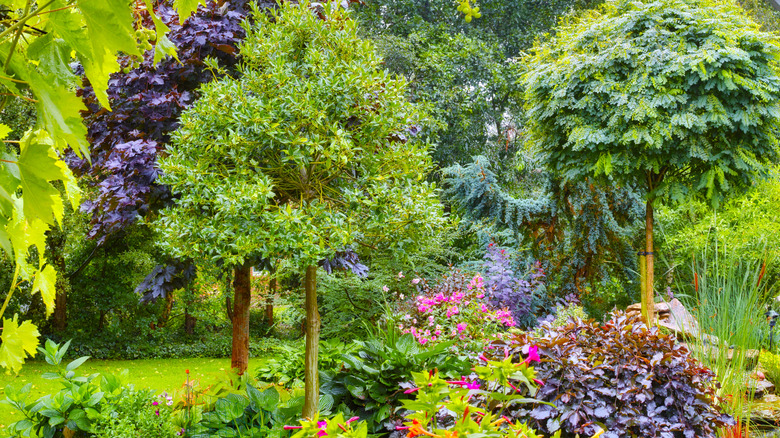 A perennial garden with herbs, shrubs, and trees.
