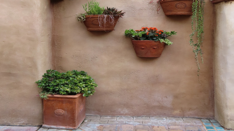 Terra cotta pots are affixed to an adobe wall housing various plants