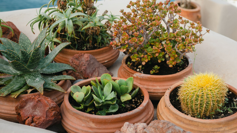 Cacti grow in terra cotta pots on a balcony