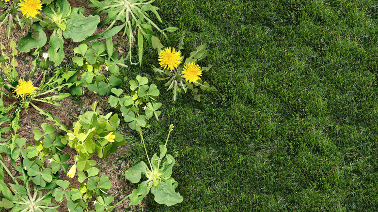 broadleaf weeds growing near grass
