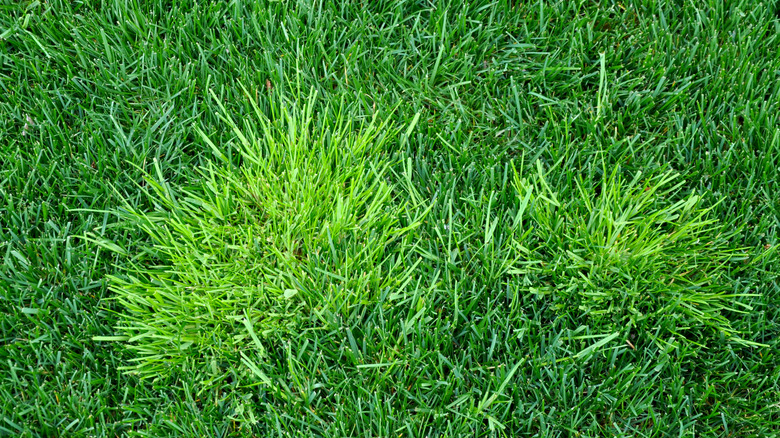 Weedy annual bluegrass in a turf
