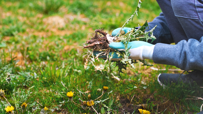 a man removing weeds from his yard