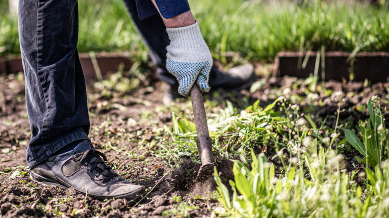 a person uses a small spade to remove weeds